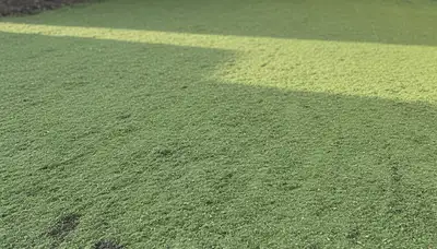 Fresh hydroseed evenly applied on prepared lawn soil by Chop Chop Landscaping in Baton Rouge, LA