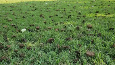 Healthy Baton Rouge lawn recovering after professional aeration by Chop Chop Landscaping