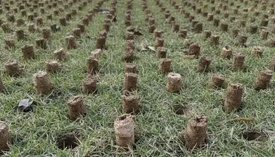 Close-up of lawn aeration core plugs showing soil depth and texture in Baton Rouge, LA lawn care service